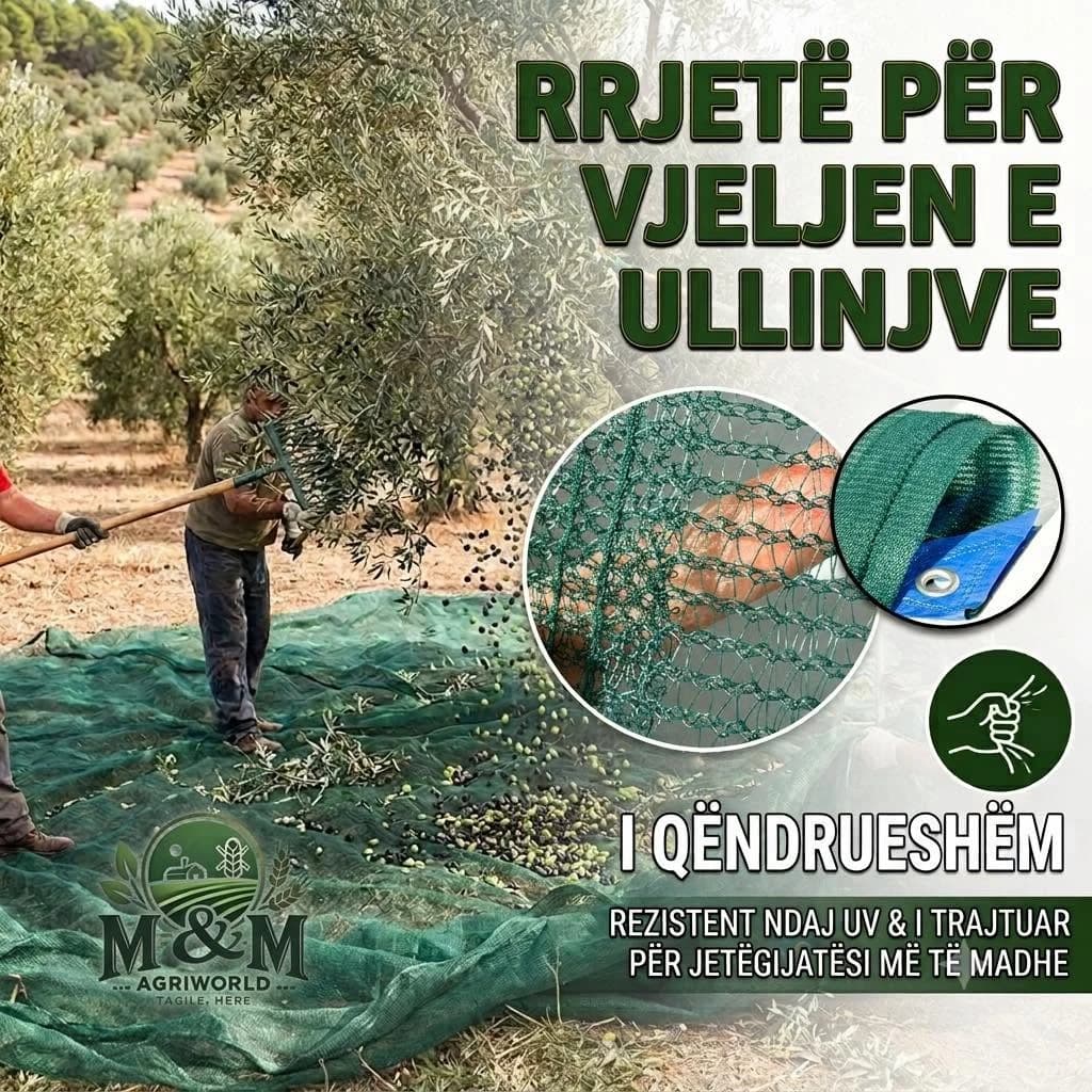 Green olive harvesting net spread under olive trees